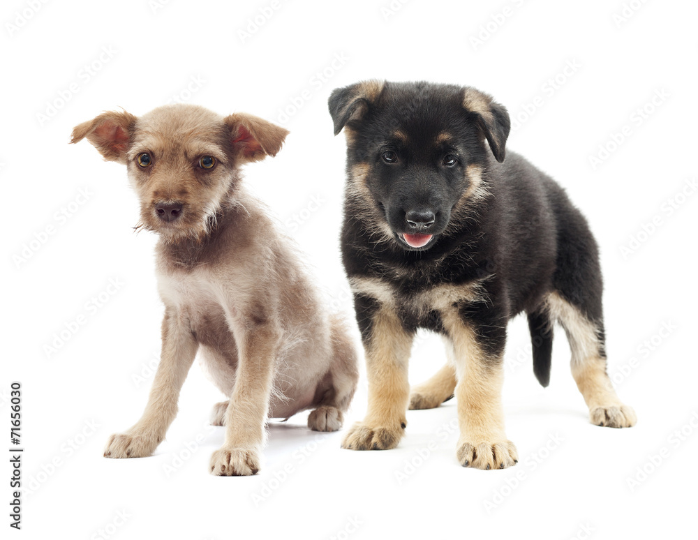 two puppies two puppies