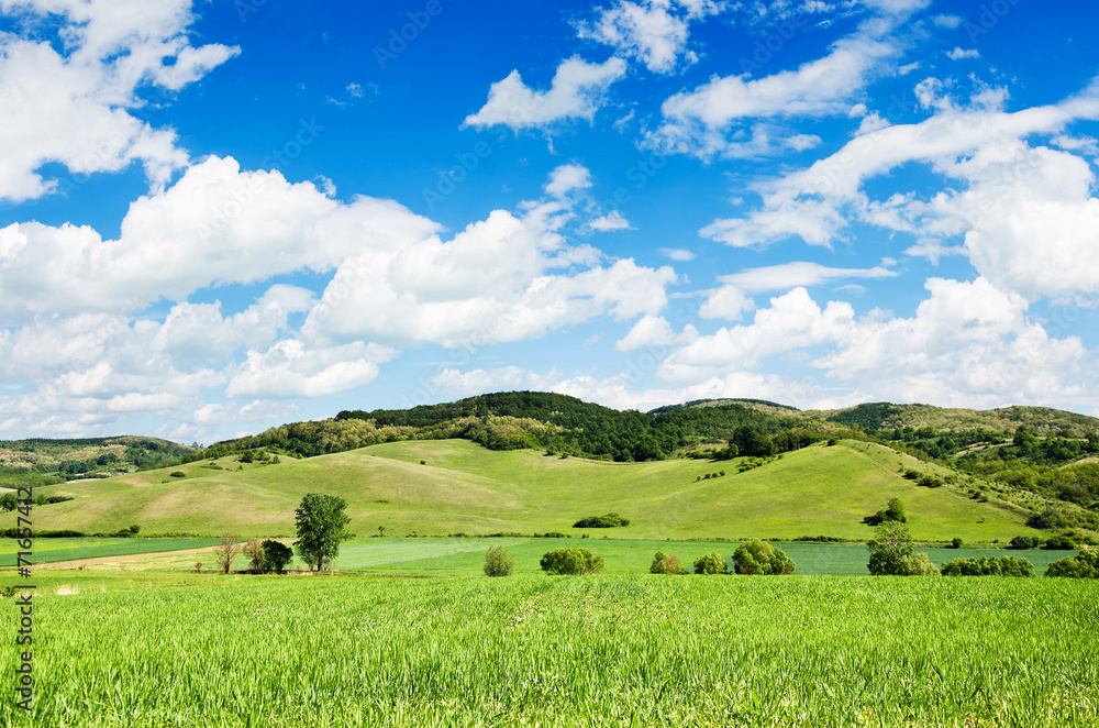 Fototapeta premium Green field and blue sky.