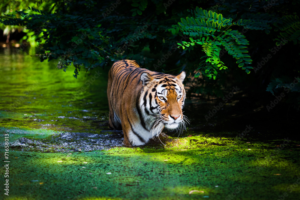 Fototapeta premium Tiger in water.