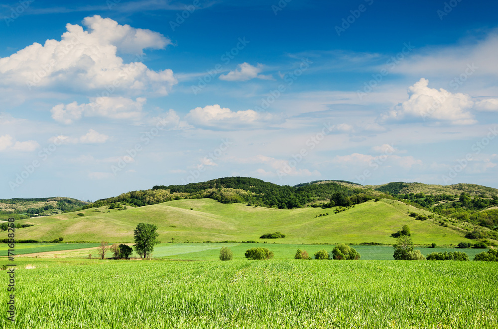 Fototapeta premium Green field and blue sky.