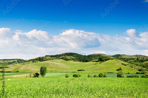 Green field and blue sky.