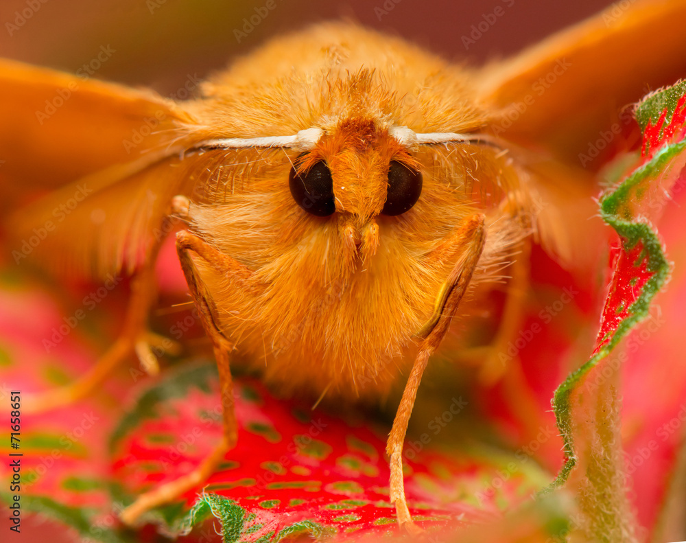 Moth