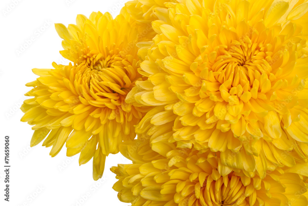 Yellow chrysanthemums close up Yellow chrysanthemums close up