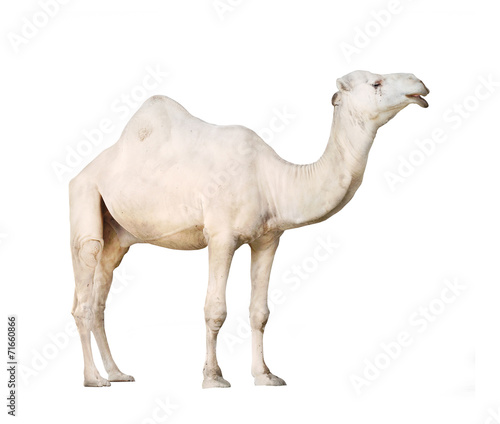 The Arabian camel or The Dromedary  Camelus dromedarius .