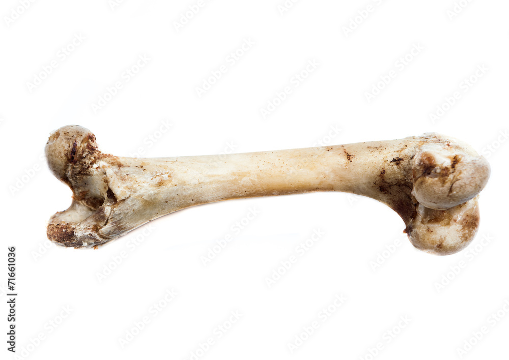 old bone isolated on white background