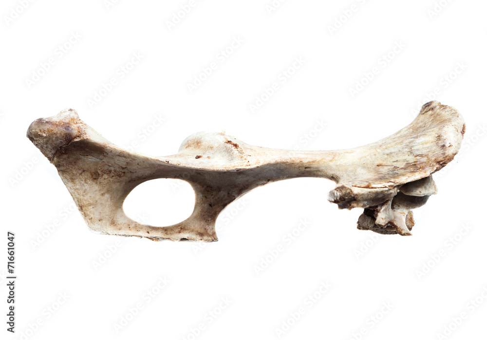 old bone isolated on white background