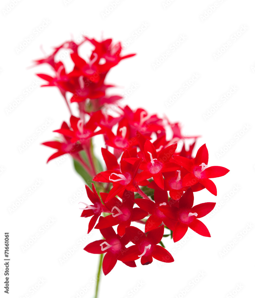 Fototapeta premium Pentas flowers isolated on white