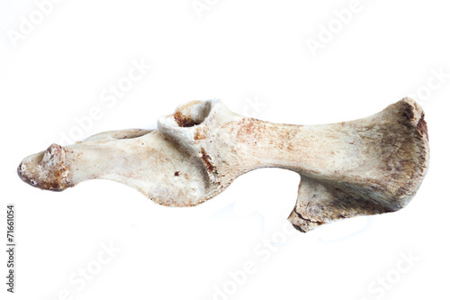 old bone isolated on white background