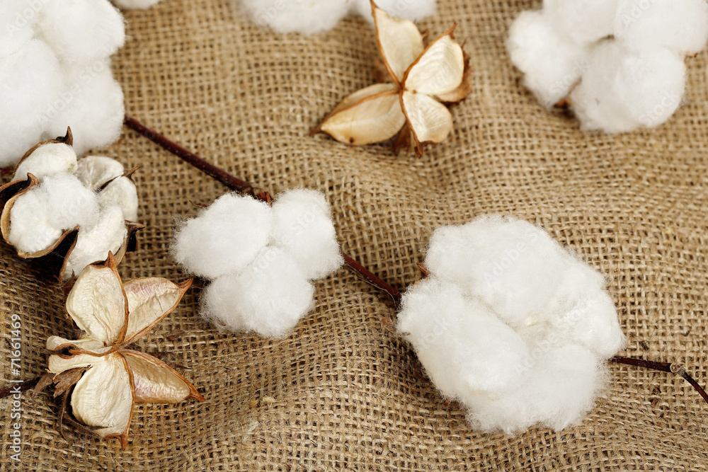 cotton balls cotton balls