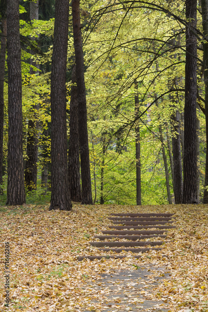 Obraz premium autumn park