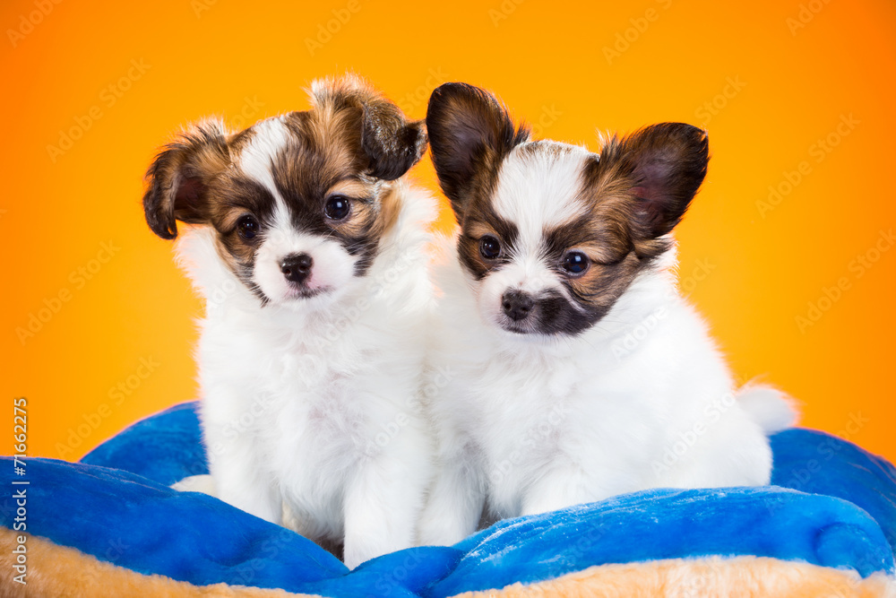 Two cute Papillon puppies on a orange background Two cute Papillon puppies on a orange background