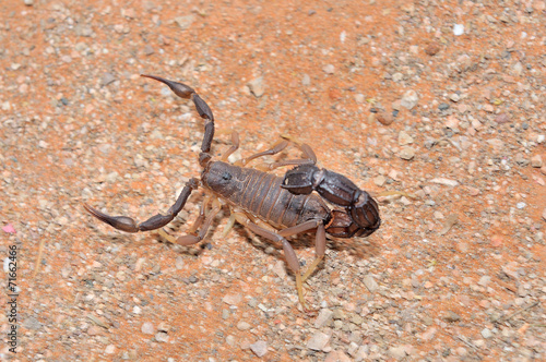 Granulated thick-tailed scorpion
