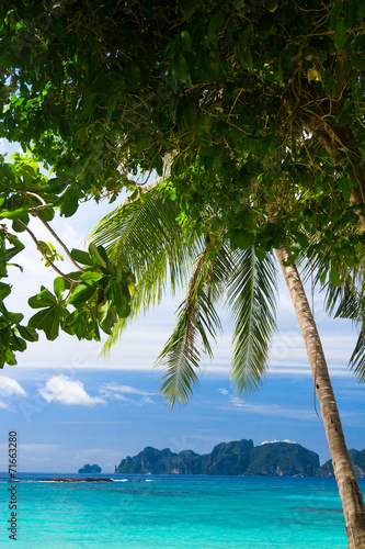 Palms Overhanging Idyllic Coast © alma_sacra