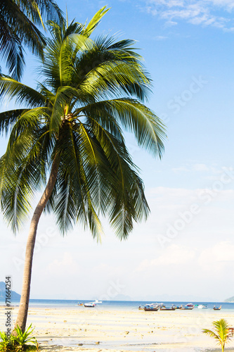 Fototapeta Naklejka Na Ścianę i Meble -  Green Getaway Coconut Coast