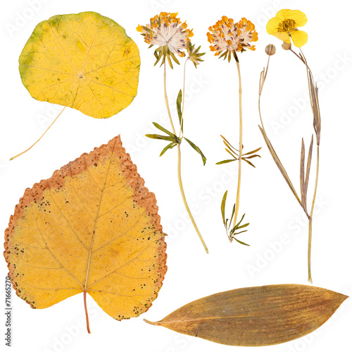 Set of wild dry pressed flowers and leaves