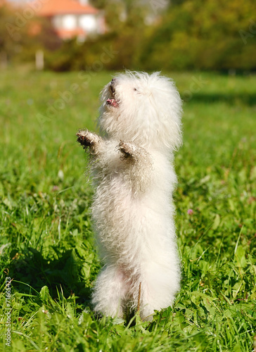 Bichon bolognese in green