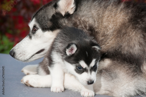 Husky Mama mit Puppy