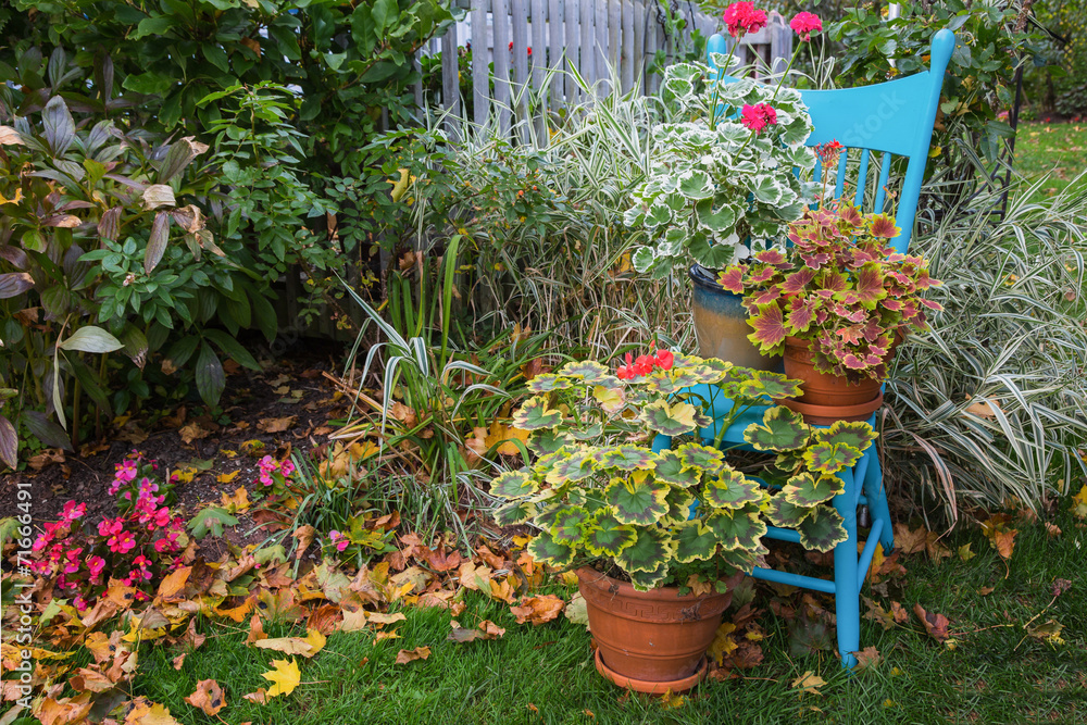 Obraz premium Ornamental Geraniums