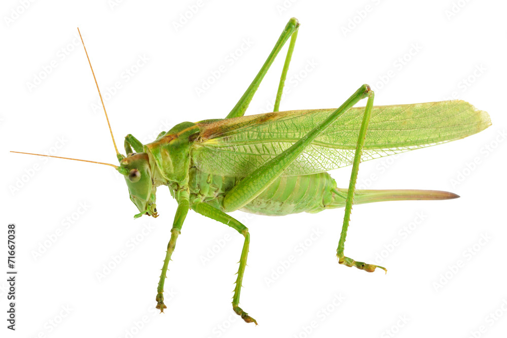 grasshopper isolated - Tettigonia viridissima grasshopper isolated - Tettigonia viridissima