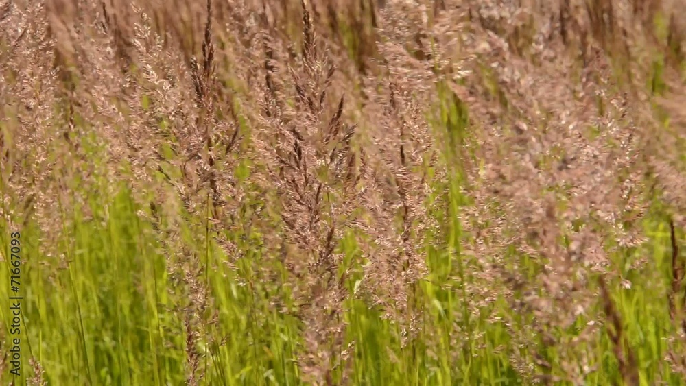 grass dancing with the wind in the steppe grass dancing with the wind in the steppe