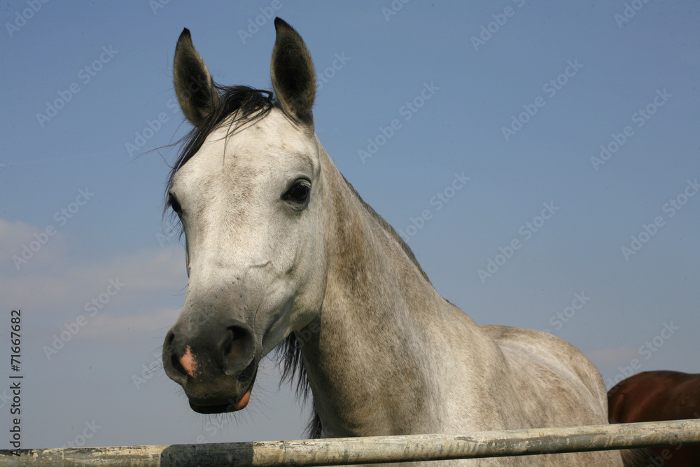 Close-up of a gray arabian horse in summer paddock