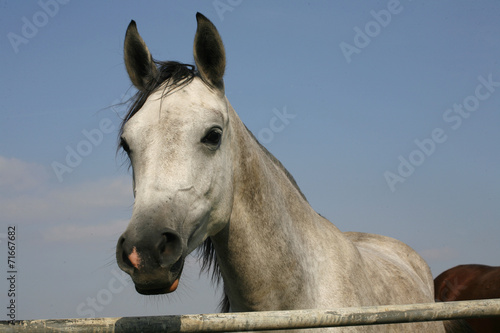 Close-up of a gray arabian horse in summer paddock
