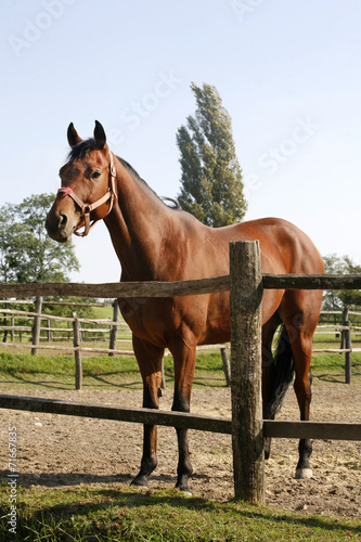 Bay horse stands in summer corral