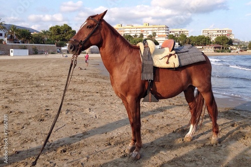 caballo en la playa