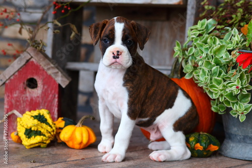 Boxer puppy sitting with Autumn decorations