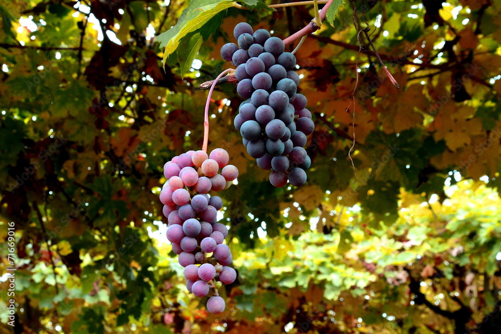 Grapes hanging from the vine in the vineyard.