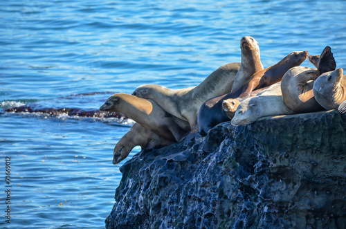 Canvas Print Sea lions on a cliff