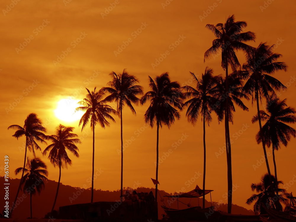 Obraz premium Silhouette of tropical tree at dusk