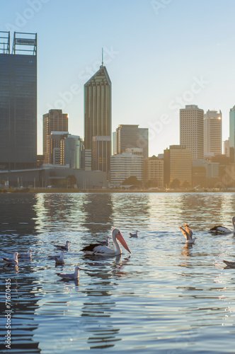 Flamingo on Swan River photo