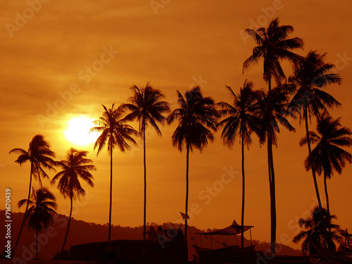 Silhouette of tropical tree at dusk
