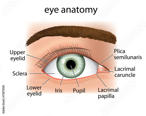 Anatomy close and a human eye
