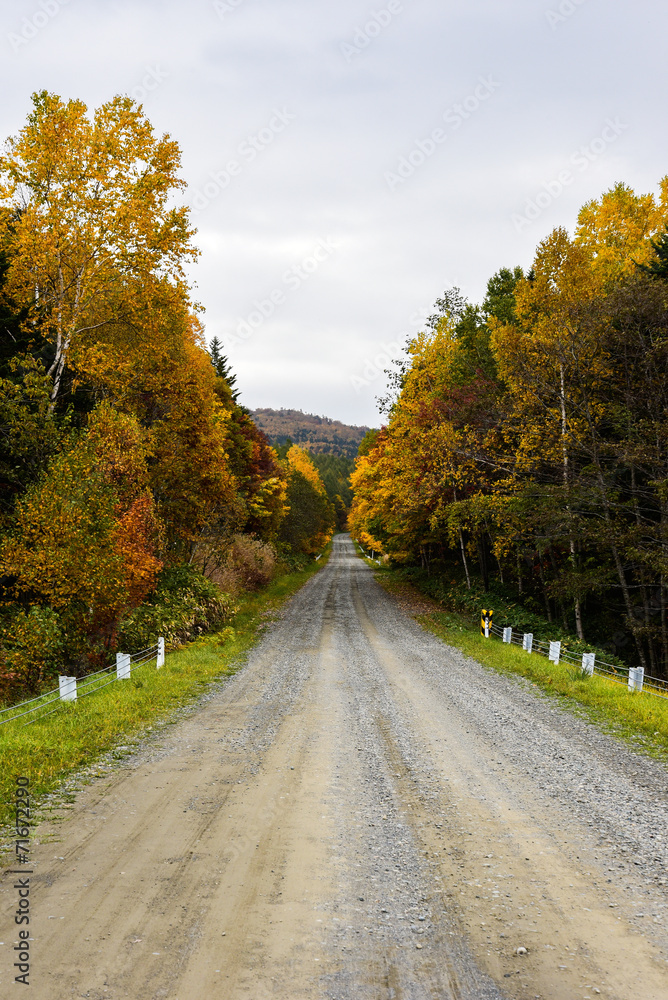 Naklejka premium 紅葉の道