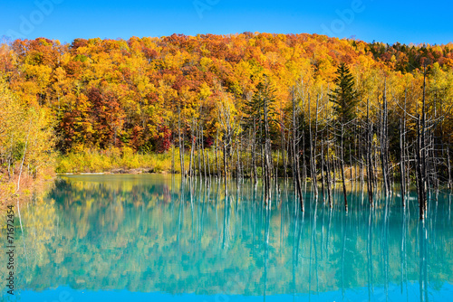 青い池　紅葉