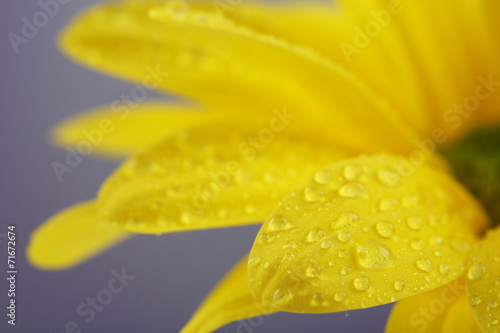 Fototapeta Naklejka Na Ścianę i Meble -  Water drops on yellow flower on light background