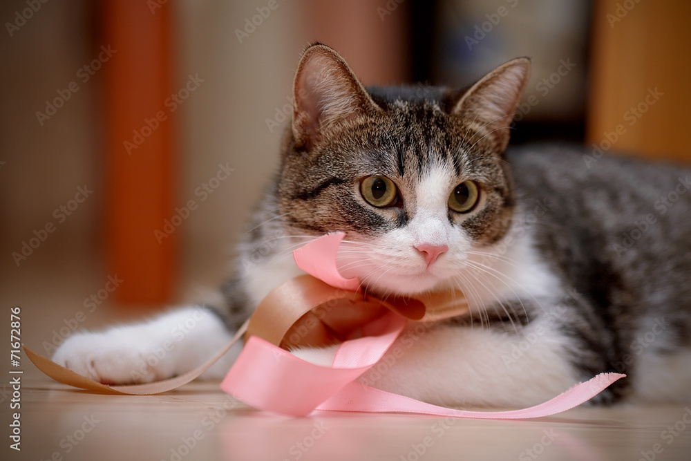 Fototapeta premium Striped with white a cat with tapes.