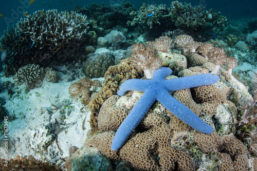 Blue Sea Star on Coral