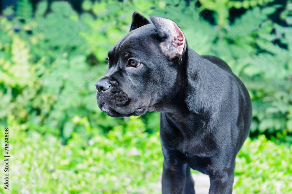 Black French bulldog