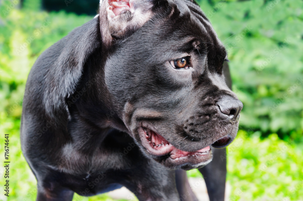 Black French bulldog