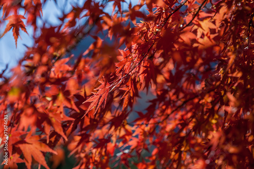 Red autumn Leaves