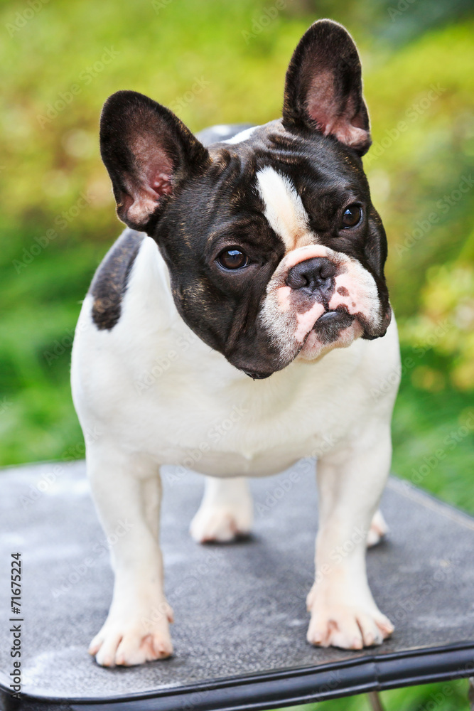 Lovely bulldog Lovely bulldog