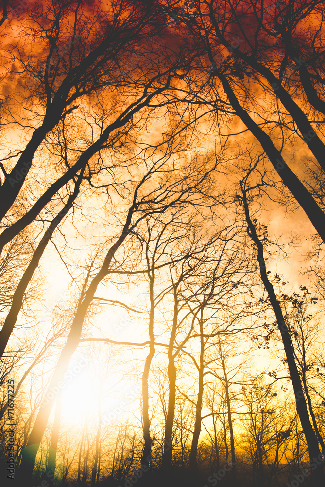Obraz premium Beautiful autumn morning in the forest