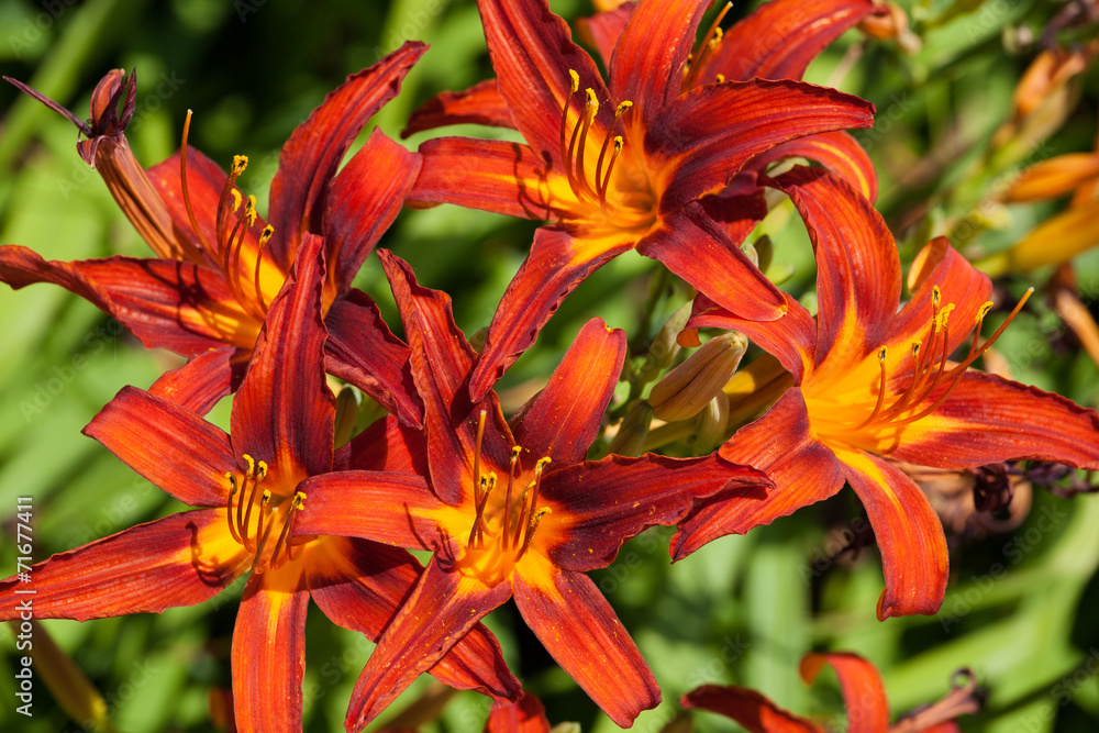 Red lily flowers Red lily flowers