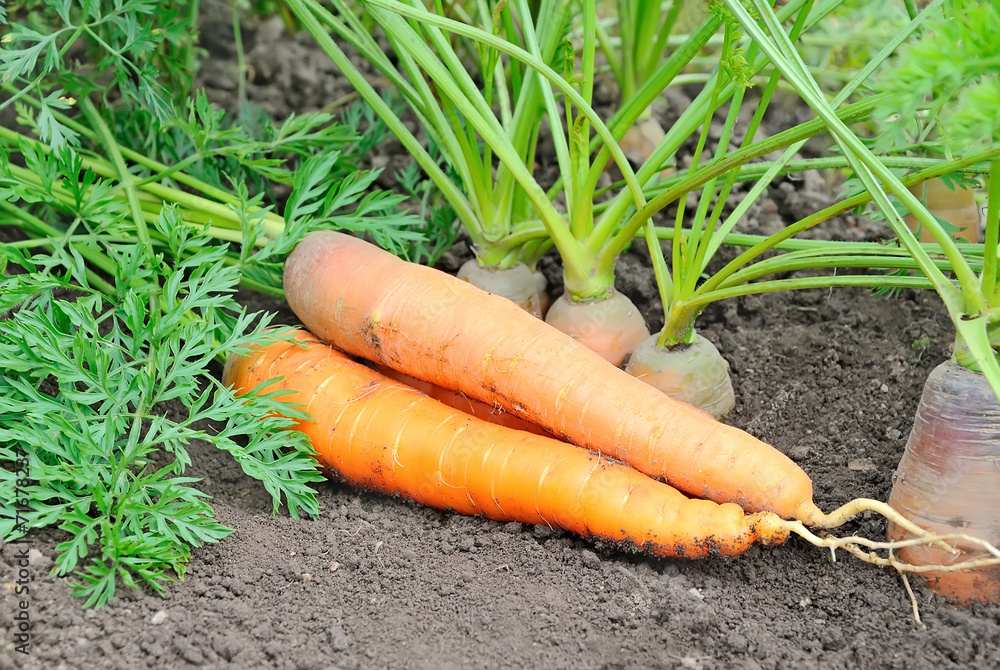 Carrots Carrots