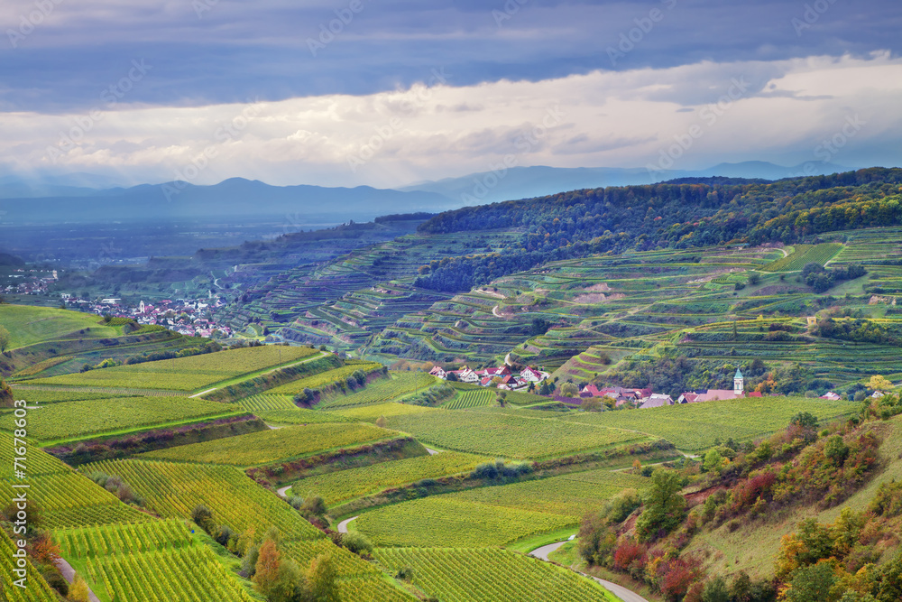 Weinbergterassen, Reben und Mehr, Kaiserstuhl, Hebst Weinbergterassen, Reben und Mehr, Kaiserstuhl, Hebst
