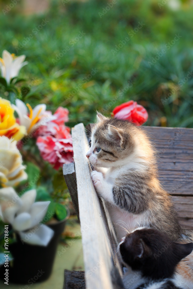 Little baby cat in the garden