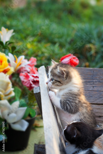 Obraz na płótnie Little baby cat in the garden w salonie